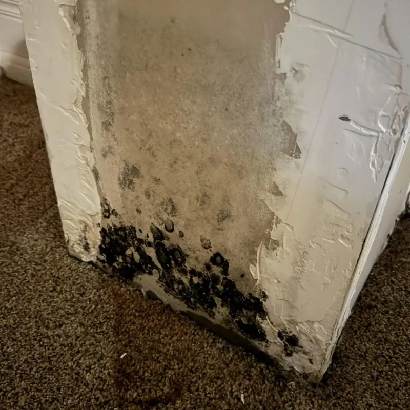 Professional Mold Removal in Oconee County, SC